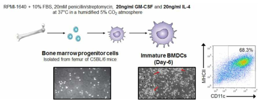 마우스 골수로부터 수지상 세포(BMDC)를 분화 유도후 FACS analysis를 통해 확인하였음