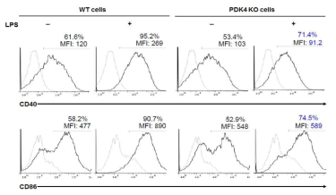 PDK4 결핍에 의한 CD40 및 CD86 발현 감소