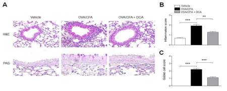 Neutrophilic asthma model에서 DCA에 의한 조직학적 개선 효과