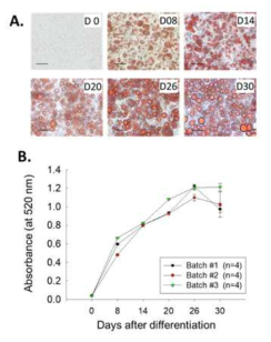 (A) 3T3-L1 지세포 내 지질방울들(lipid droplets)의 축적 양상을 시간 경과에 따라 광학현미경으로 200배 확대 촬영한 사진들. 분화 후 20 d까지 기질방울이 빠르게 축적되었으며, 26 – 30 d 경에 최대치를 나타내었음. Scale bar = 300 μm. (B) Elisa reader기로 파장 520 nm에서 분석한 지질 방울의 양적 증가를 나타낸 그래프. 이를 통해 본 연구에서는 분화 후 20 d 세포들을 대상으로 지질분해 효능 및 그 기전에 대한 실험을 진행하였음. Data: mean ± SEM (n = 4 per batch)