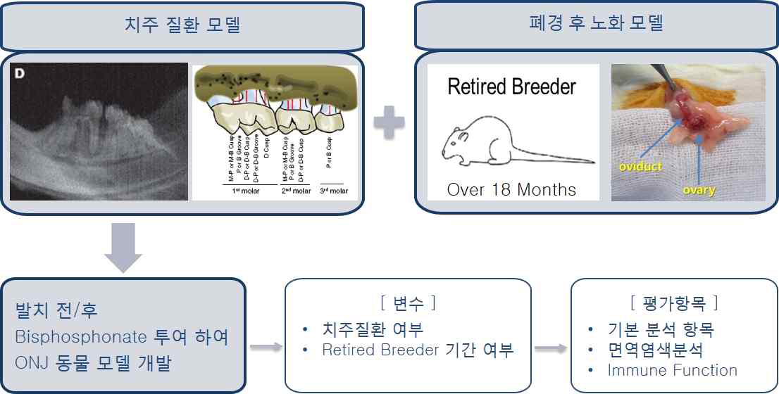 3차년도 연구내용