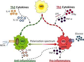 Macrophage Polarization