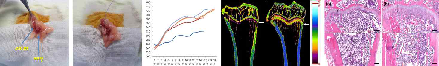 골다공증 유도 동물모델 셋업
