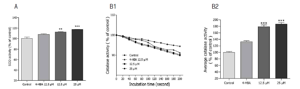 Effects of 6-shogaol on the antioxidant enzyme activity of wild type N2 nematodes. (A) SOD activity was shown as a percentage of superoxide scavenged per control. (B1) Catalase activity was expressed as a percentage of decrease in residual H2O2 measured by a spectrophotometric method. (B2) Average catalase activity of each group was determined by counting seconds