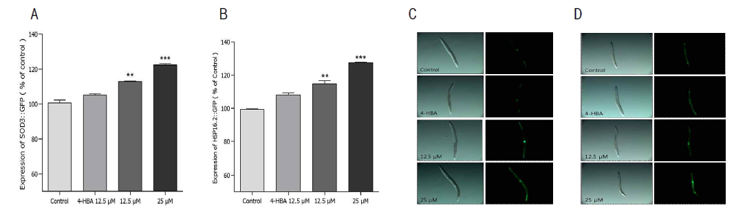 Effects of 6-shogaol on the expression of SOD-3 and HSP-16.2 were determined using transgenic nematodes. The mean GFP intensity of CF1553 (A) and CL2070 (B) mutants were represented as mean ± S.E.M. using 70 – 80 animals per each experiment. Images of SOD-3::GFP (C) and HSP-16.2::GFP (D)