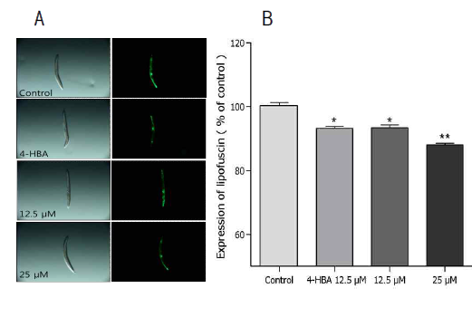 Effects of 6-shogaol on the lipofuscin accumulation in wild-type N2 nematodes. (A) Images of intestinal autofluorescence which reflect lipofuscin accumulation in the worms were taken on the 8th adult days. (B) Autofluorescence intensity was determined using Image J software which enabled extraction of the pixel intensity values from the fluorescence microscopy image A