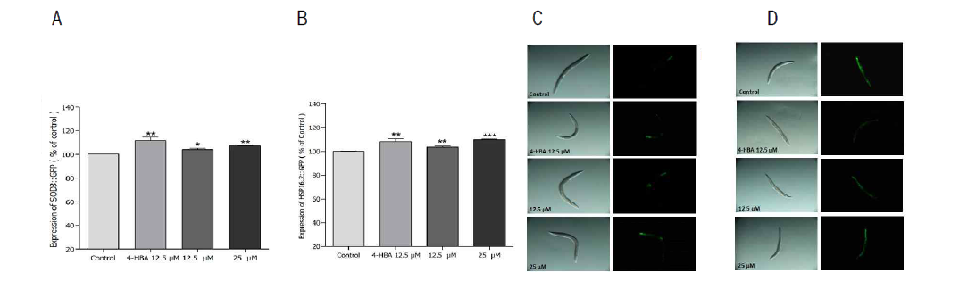 Effects of scopoletin on the expression of SOD-3 and HSP-16.2 were determined using transgenic nematodes. The mean GFP intensity of CF1553 (A) and CL2070 (B) mutants were represented as mean ± S.E.M. using 70 – 80 animals per each experiment. Images of SOD-3::GFP (C) and HSP-16.2::GFP (D)