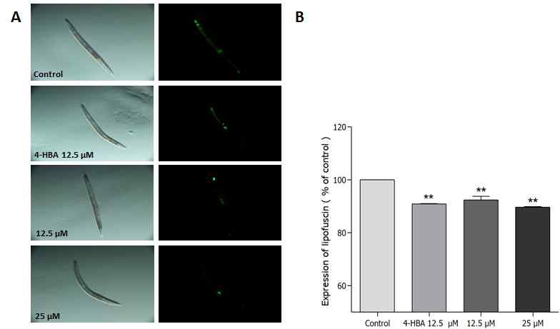 Effects of scopoletin on the lipofuscin accumulation in wild-type N2 nematodes. (A) Images of intestinal autofluorescence which reflect lipofuscin accumulation in the worms were taken on the 8th adult days. (B) Autofluorescence intensity was determined using Image J software which enabled extraction of the pixel intensity values from the fluorescence microscopy image A