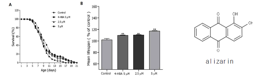 Effects of alizarin isolated from R. akane on the lifespan of C. elegans. (A) The mortality of each group was determined by daily counting of surviving and dead animals. (B) The mean lifespan of the N2 worms was calculated from the survival curves in (A)