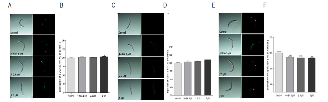 Effects of alizarin on the expression of SOD-3 (A, B) and HSP-16.2 (C, D), and effect of lipofuscin accumulation (E, F) in wild-type N2 nematodes