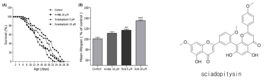 Effects of sciadopitysin isolated from G. biloba on the lifespan of C. elegans. (A) The mortality of each group was determined by daily counting of surviving and dead animals. (B) The mean lifespan of the N2 worms was calculated from the survival curves in (A)