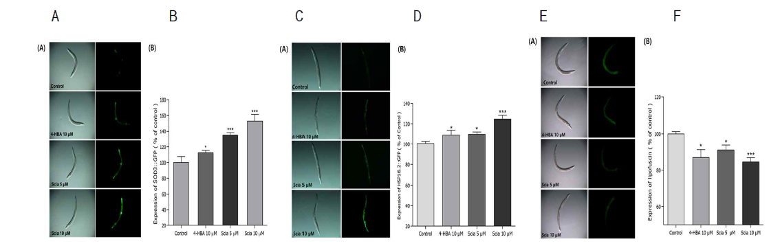 Effects of sciadopitysin on the expression of SOD-3 (A, B) and HSP-16.2 (C, D), and effect of lipofuscin accumulation (E, F) in wild-type N2 nematodes