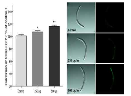 Expression of SOD-3