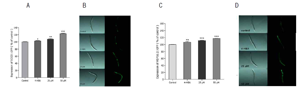 Effects of ikarisoside A on the expression of SOD-3 and HSP-16.2 in wild-type N2 nematodes