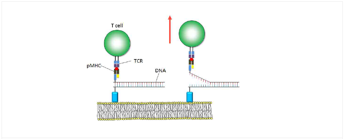 유동성이 있는 인지질막에 항원-MHC 복합체를 DNA 가닥에 연결하여 결합시킨 후, 항원에 특이적인 T 림프구를 결합시켜 항원 친화력을 측정함