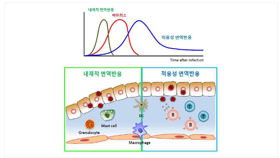 내재면역과 적응면역