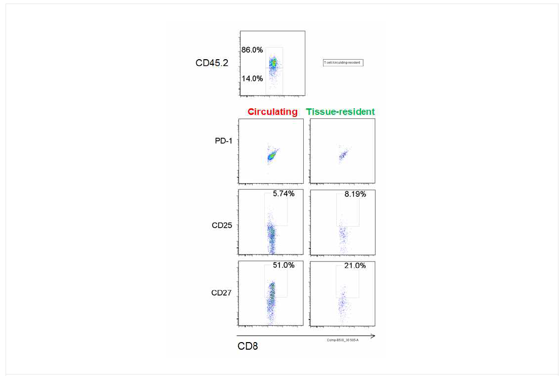 조직상주(Tissue-resident) 및 비상주(circulating) CD8 세포의 PD-1, CD25, CD27 발현 분석
