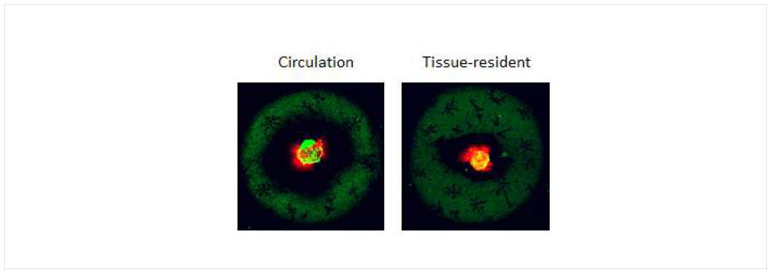 TCR 발현 패턴의 confocal microscopy 분석