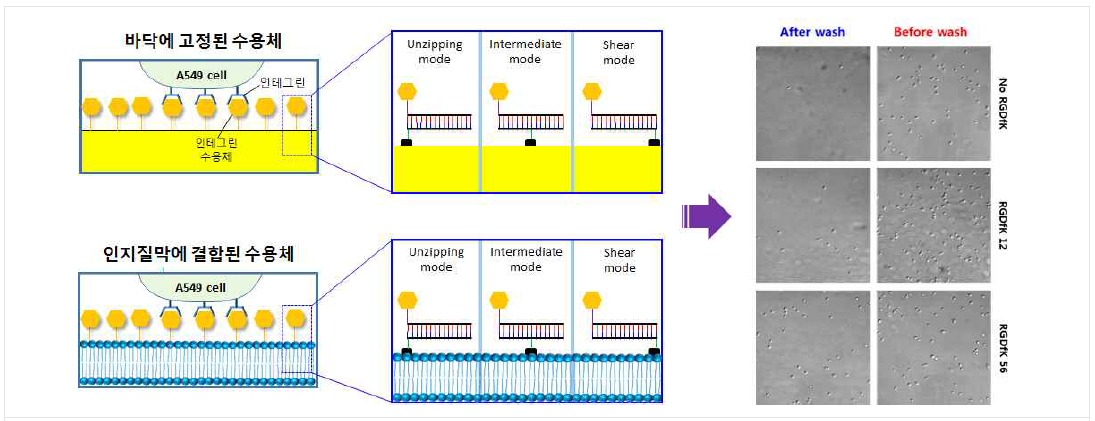 인테그린 수용체를 DNA 가닥에 unzipping, intermediate, shear mode로 붙인 후 바닥 또는 유동성이 있는 인지질막에 결합시킨 후, 인테그린을 발현하고 있는 세포를 넣고, 각각에 대하여 결합된 세포수를 통하여 결합력(force, pN)을 계산함