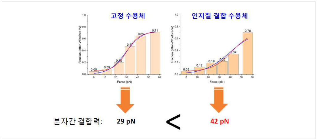 바닥에 고정되어 있는 수용체(29 pN)에 비하여 인지질막에 고정되어있는 수용체(42 pN)가 리간드를 발현하는 세포에 더 강하게 결함됨