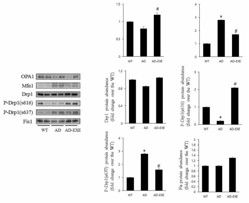 Effects of treadmill exercise on mitochondrial dynamics iin the cerebellum. WT; wild-type, AD 3xTg–Alzheimer’s disease), AD+EX; 3xTg – Alzheimer’s disease and exercise. The data are presented as the mean ± standard error of the mean (SEM). ＃ : P < 0.05 compared to the AD group