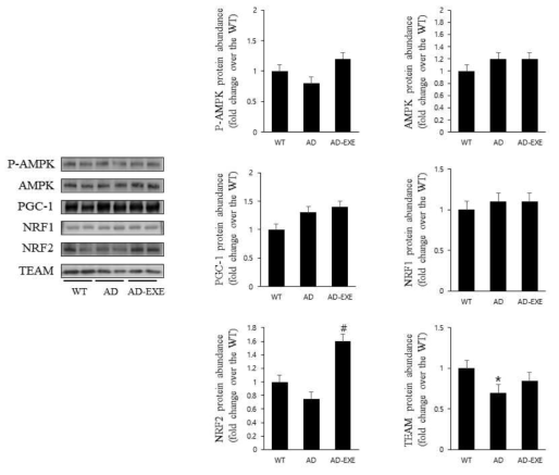 Effects of treadmill exercise on mitochondrial biogenesis in the cerebellum. WT; wild-type, AD 3xTg–Alzheimer’s disease), AD+EX; 3xTg – Alzheimer’s disease and exercise. The data are presented as the mean ± standard error of the mean (SEM). ＃ : P < 0.05 compared to the AD group