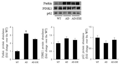 Effects of treadmill exercise on mitochondrial biogenesis in the cerebellum. WT; wild-type, AD 3xTg–Alzheimer’s disease), AD+EX; 3xTg – Alzheimer’s disease and exercise. The data are presented as the mean ± standard error of the mean (SEM). ＃ : P < 0.05 compared to the AD group