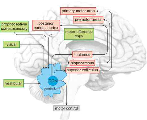 The cerebellum integrates sensory input from multiple systems