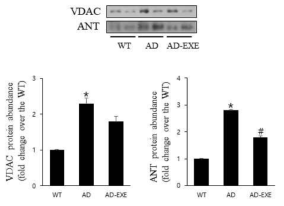 Effects of treadmill exercise on mitochondrial permeability transition pore in the cerebellum. WT; wild-type, AD 3xTg–Alzheimer’s disease), AD+EX; 3xTg – Alzheimer’s disease and exercise. The data are presented as the mean ± standard error of the mean (SEM). ＃ : P < 0.05 compared to the AD group