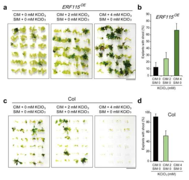 Inhibition of PSK activity on CIM either enhances or inhibits subsequent shoot regeneration on SIM in ERF115OE or WT, respectively. a, b Root explants of ERF115OE were first incubated on CIM supplemented with indicated amount of KClO3 for 1 w and transferred onto KClO3-free SIM. Pictures were taken at 3 w on KClO3-free SIM