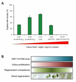 Adequate range of cell proliferation controlled by the ERF115-PSK pathway is critical for the acquisition of shoot-regeneration competence. a Shoot-regeneration efficiency affected by callus growth. Differential callus growth as measured by callus fresh weight per cm explant was induced either by treating or un-treating Col with chlorate or by inducing calli from PAT1OE and ERF115-PAT1OE transgenic plants. b Pluripotency of callus or its shoot-regeneration competence is tightly associated with the rate of cell proliferation. During de novo callus formation, ERF115-mediated PSK signaling plays a key role in determining cell-proliferation rate, and the cellular competence required for subsequent shoot regeneration is provided to callus cells only when they are at the proper range of cell proliferation activity