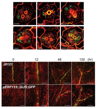 Upper image: Expression of pERF115::GUS:GFP in pericycle cells of root explants in CIM Lower image:　GFP expression in J0121 (upper panel) or pERF115::GUS:GFP (lower panel)487 cotyledon explants on CIM at indicated hr post incubation. Scale bars: 100 μm