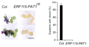 De novo shoot formation of Col and ERF115-PAT1OE