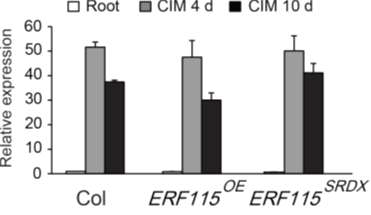 Transcript level of WOX5 in Col, ERF115OE and ERF115SRDX in root explants on CIM랙 0 d, 4 d, and 10 d as determined by RT-qPCR