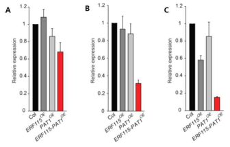 Transcript level of WOX5 in Col, ERF115 OE, PAT1 OE, and ERF115-PAT1 OE root explants on CIM for 2 d (A), 1 w (b), and CIM 1 w _SIM 2 d (C)