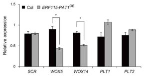 Transcript level of pluripotency factors, SCR, WOX5, WOX14, PLT1 and PLT2 in ERF115-PAT1OE