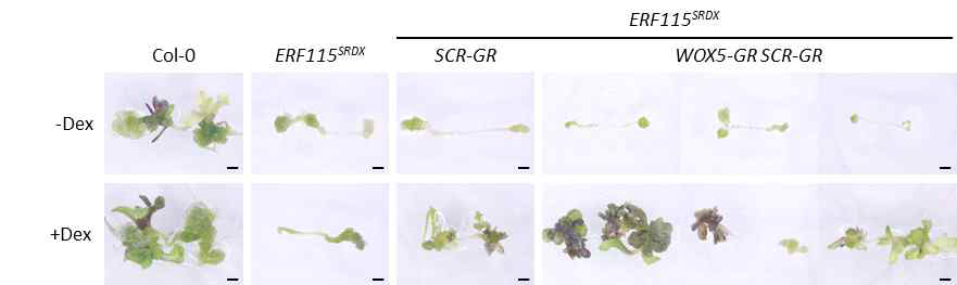 De novo shoot formation of Col-0, ERF115SRDX and ERF115SRDX with SCR-GR or WOX5-GR SCR-GR with or without Dex treatment. Scale bar = 1 mm