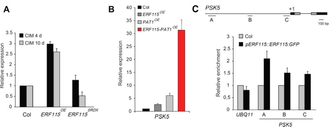 (A) PSK5 transcript levels in Col, ERF115OE, and ERF115SRDX root-derived explants as determined by RT-qPCR. (B) PSK5 transcript levels in Col, ERF115OE, PAT1OE, and ERF115-PAT1OE root-derived explants as determined by RT-qPCR. (C) Direct targeting of ERF115:GFP protein to PSK5 chromatin as determined by ChIP-qPCR