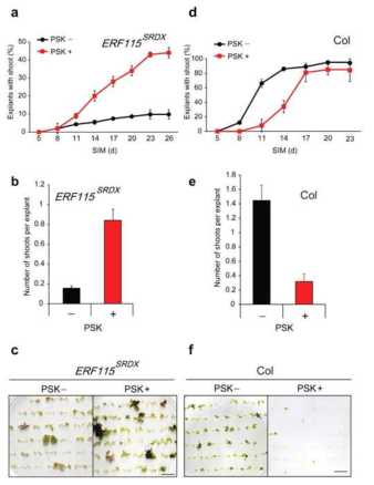 Balanced activity of the ERF115-PSK pathway is required for proper shoot regeneration. a-c Root explants of ERF115SRDX were first incubated on CIM with (+) or without (-) 1 μM of PSK-α for 1 w and transferred onto SIM supplemented with (+) or without (-) 1 μM of PSK-α