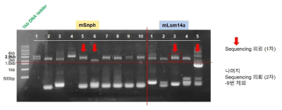 Lsm14a 및 Snph 유전자 확보. 유전자가 삽입된 Plasmid를 취하여 RT-PCR로 유전자의 삽입을 확인하였음