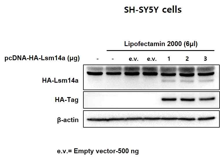 신경세포주에서 Lsm14a의 과발현 확인. SH-SY5Y 세포주에 pcDNA-HA-Lsm14a를 transfection 하여 웨스턴 블롯으로 확인하였음