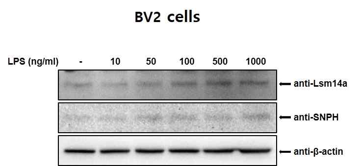 LPS에 의한 Lsm14a와 snph 발현 변화. BV2 미세아교 세포주에 LPS를 농도별로 처리한 후, Lsm14a 와 Snph의 발현량을 western blot으로 확인하였음