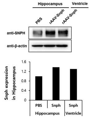 Western Blot을 통한 Snph의 발현 확인. C7BL/6 실험동물에 rAAV-Snph vector 를 주입한 후 Hippocampus를 적출하여 Snph의 발현을 확인함