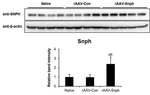 Western Blot을 통한 Snph의 발현 확인. C7BL/6 실험동물에 rAAV-Snph vector를 주입한 후 Hippocampus를 적출하여 Snph의 발현을 확인함. (a, p<0.05 vs Naive, b, p<0.01 vs rAAV-Con