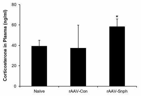 Corticosterone의 비교. rAAV-Con 과 rAAV-Snph 를 주입한 실험동물에서 혈청을 분리한 후 ELISA 방법으로 Corticosterone 의 양을 측정하였음. *, p<0.5