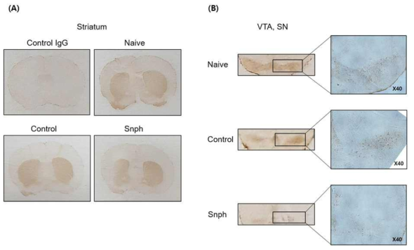 Tyrosine hydroxylase (TH) 발현의 비교. Naive, rAAV-Con 그리고 rAAV-Snph 를 주입한 실험동물에서 immunohistochemistry (IHC) 염색을 하여 각 군에서 TH 의 발현을 비교 확인하였음