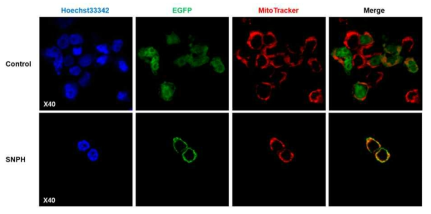 세포내에서 Snph와 미토콘드리아와의 co-localization 확인. HEK293T 세포에 pEGFP-Snph vector를 transient transfection을 한 후 confocal microscopy 로 co-localization을 확인하였음