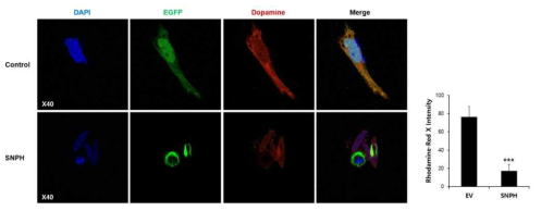 Snph를 과발현시킨 Human Neuroblastoma SH-SY5Y 세포에서 도파민 발현 확인. SH-SY5Y 세포에 Snph를 과발현 시킨 후, 도파민의 발현을 confocal microscopy 로 확인하였음. ***, p<0.001