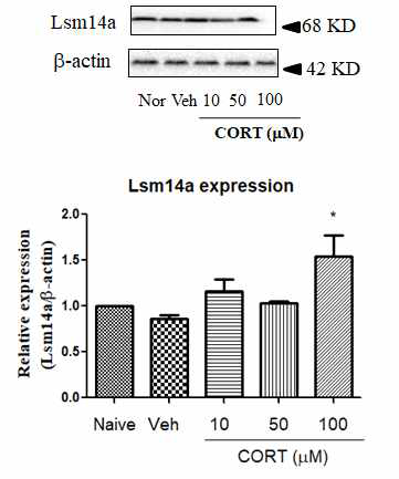 Corticosterone에 의한 Lsm14a 유전자 발현. BV-2 세포에 corticosterone을 투여한 뒤 western blot 으로 유전자 발현을 측정하였음