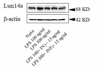 BV-2세포에서 LPS, IFN-γ에 의한 Lsm14a 유전자 발현